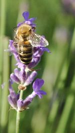 Close-up of honey bee pollinating on purple flower