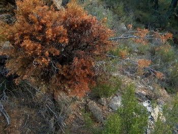 Close-up of plant growing in forest