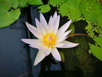 Close-up of lotus water lily in lake