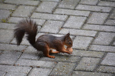 High angle view of squirrel on footpath