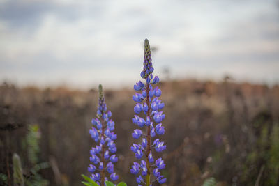 The plant willow tea grows in the field. purple flower. natural background. harmony of colors.