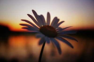 Close-up of orange flower against sky