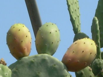 Close-up of food