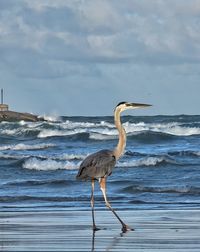 Gray heron in lake