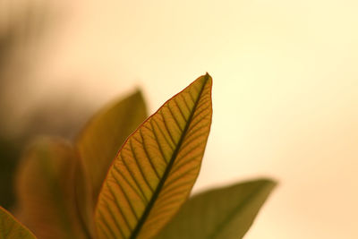Close-up of leaves during autumn