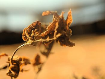 Close-up of dry leaves on plant