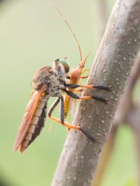 Close-up of insect