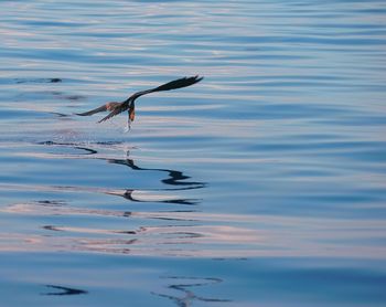 Bird flying over lake