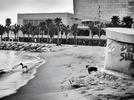 domestic animals, animal themes, pets, mammal, dog, one animal, built structure, architecture, building exterior, sand, two animals, beach, tree, walking, street, outdoors, full length, men, day