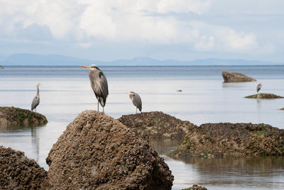 Gray heron perching on rock by sea against sky