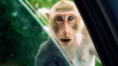 Portrait of monkey sitting in a zoo