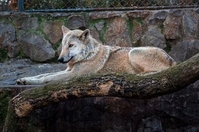 Wolf lying in zoo