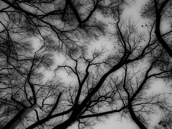 Low angle view of silhouette bare tree against sky