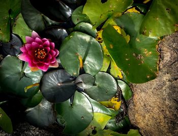 High angle view of pink lotus water lily