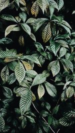 Full frame shot of plants