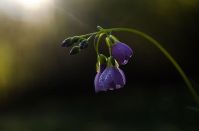 Close-up of flower against blurred background