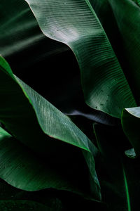 Close-up of green leaves