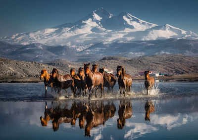 High angle view of horses on snowcapped mountain
