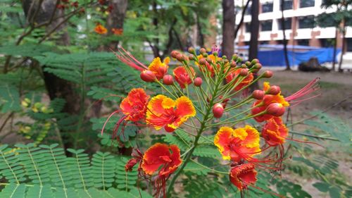 Close-up of red flowers