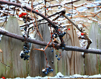 Close-up of berries against wooden fence in yard during winter