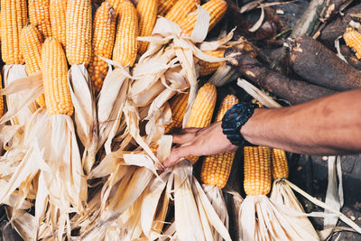 Close-up of hand holding wheat