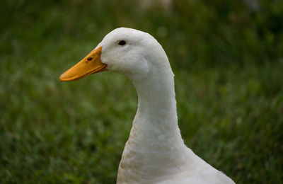 Close-up of a bird looking away