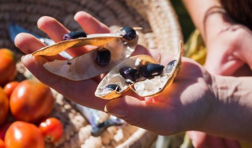 Close-up of hand holding fruits