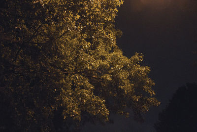 View of trees at night