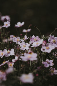 Close-up of pink flowering plants on field