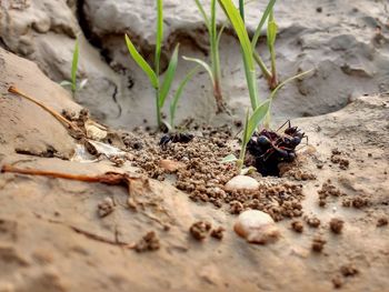 Close-up of insect on plant