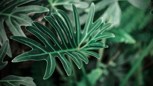 Close-up of fresh green leaves