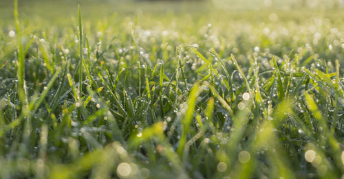 Close-up of wet grass on field