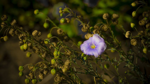 Blooming blue flax flowers with ripened seeds in autumn garden