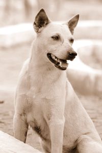 Close-up of dog looking away