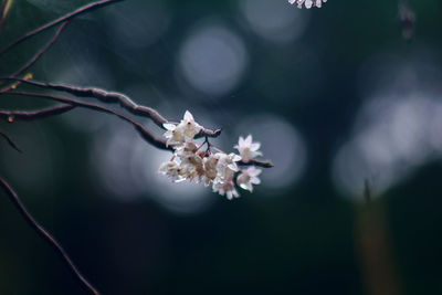 Close-up of white flowering plant