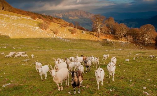 View of sheep on field