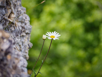 Close-up of white flowering plant