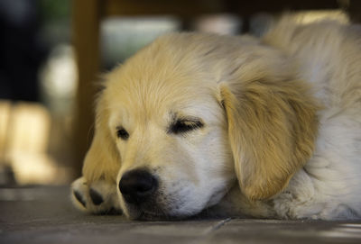 Close-up portrait of dog lying down