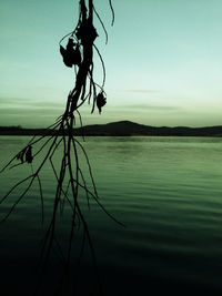 Close-up of silhouette tree by lake against sky