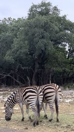 Zebras and zebra on field