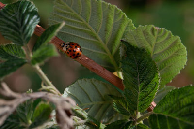 Close-up of ladybug on leaf