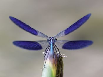 Close-up of dragonfly on flower