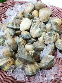 High angle view of shells in market