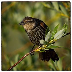 Close-up of bird perching on branch