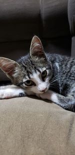 Portrait of cat resting on bed