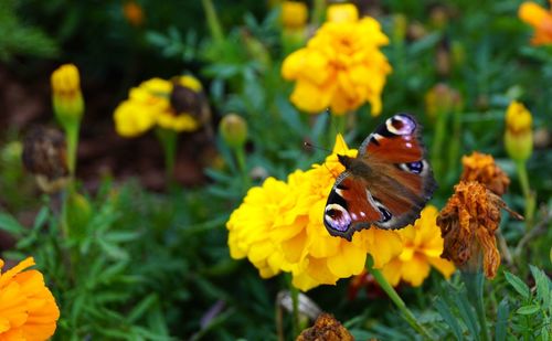 Close-up of butterfly pollinating on yellow flower