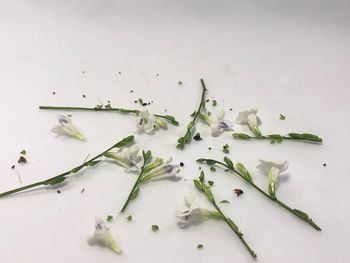 High angle view of vegetables on white background