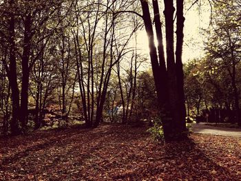 Trees in forest during autumn