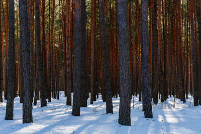 Trees in snow