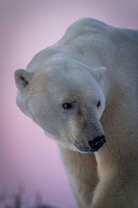 Close-up of polar bear turning head right